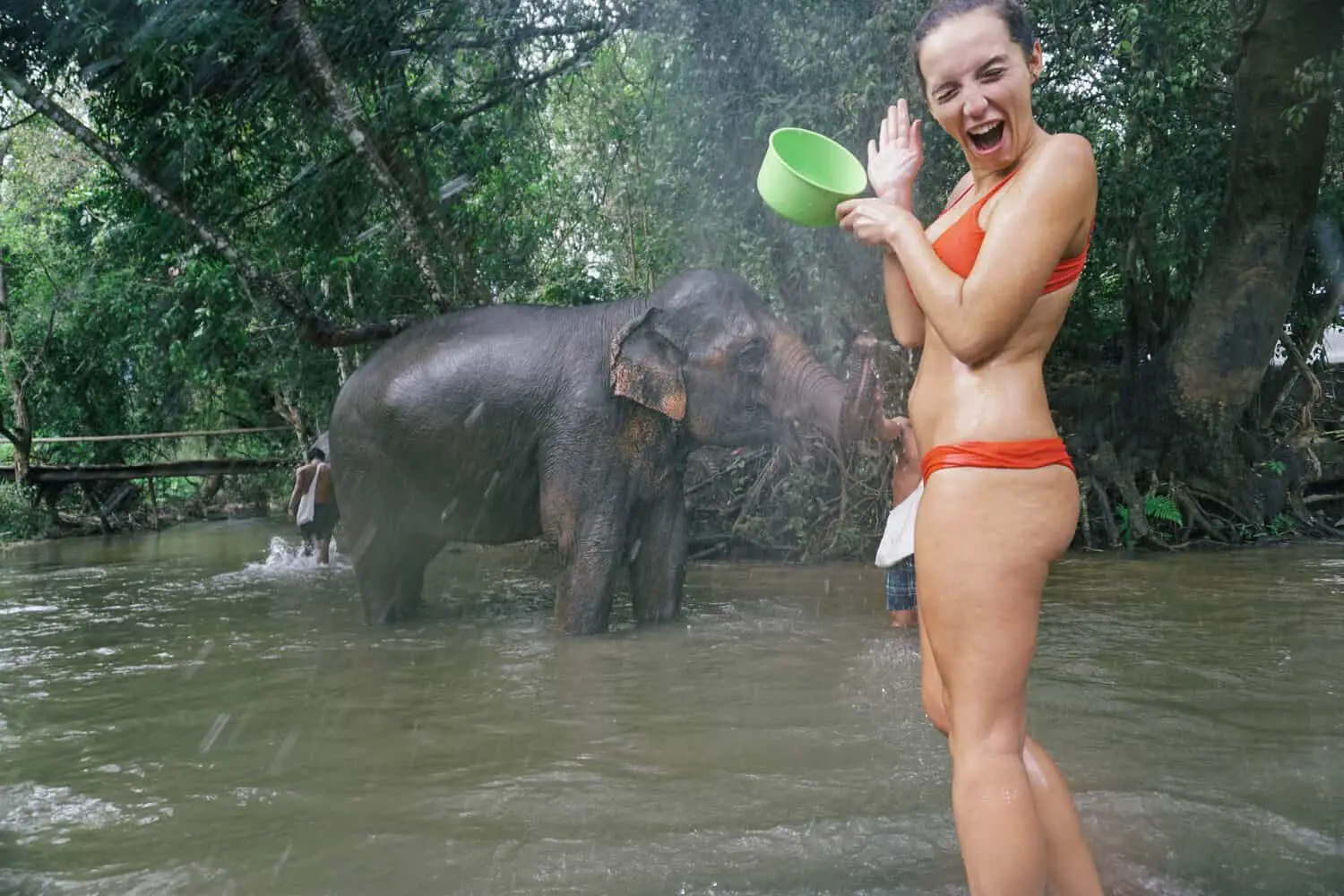 elephant sanctuary chiang mai
