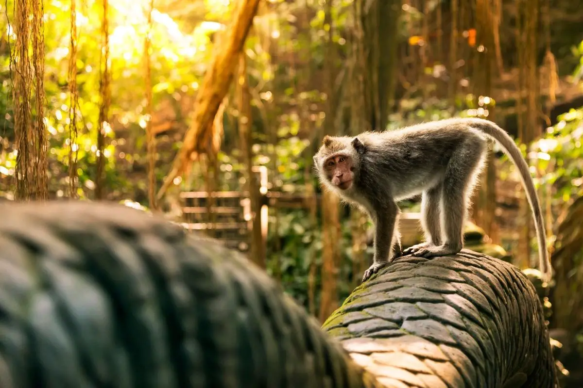 Monkey Forest ubud Bali Indonesia Free Travel Guide by 55Secrets